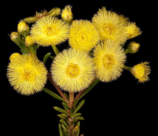 Verticordia rutilastra