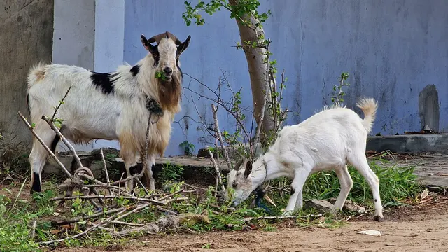 Goat farming