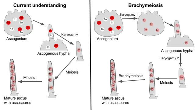 Brachymeiosis