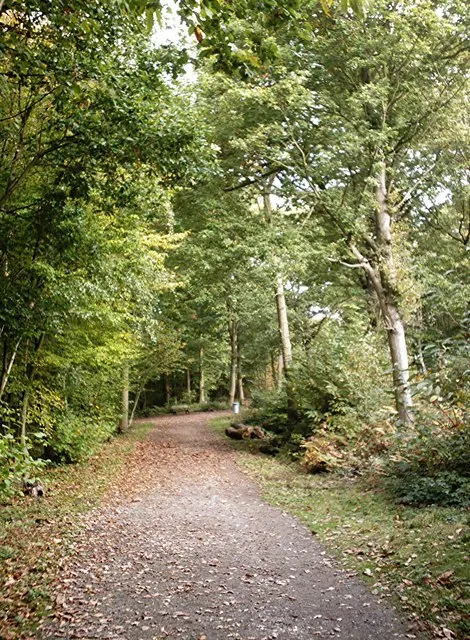 Hockley Woods