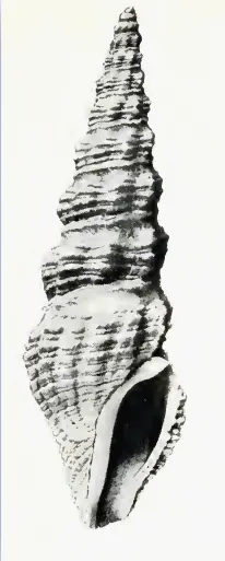 Clathrodrillia callianira