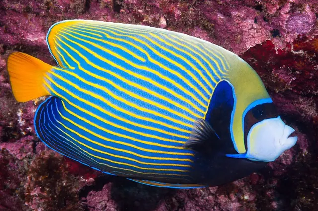 Ange de mer impérial