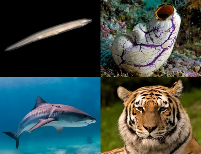 Chordate