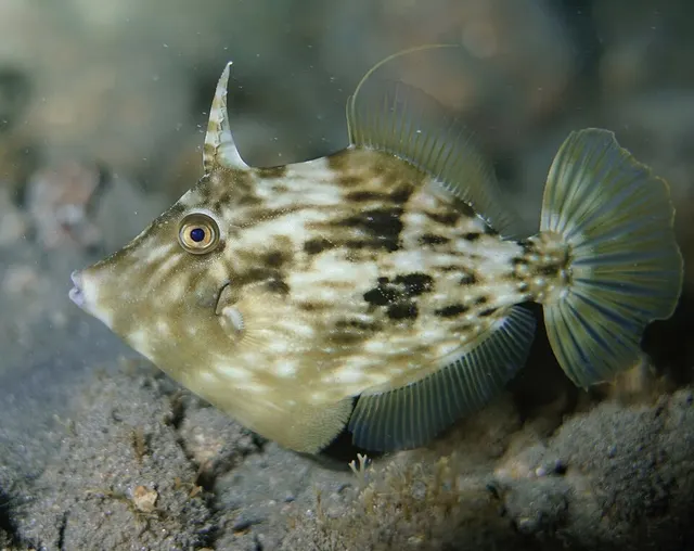 Monacanthidae