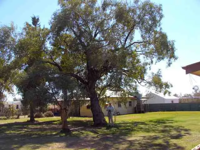 Kidman's Tree of Knowledge