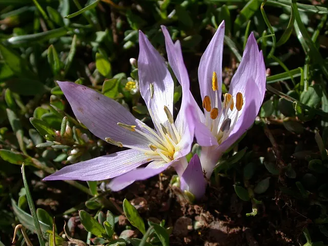 Colchicum szovitsii subsp. brachyphyllum