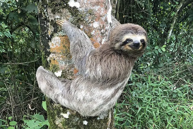 Paresseux