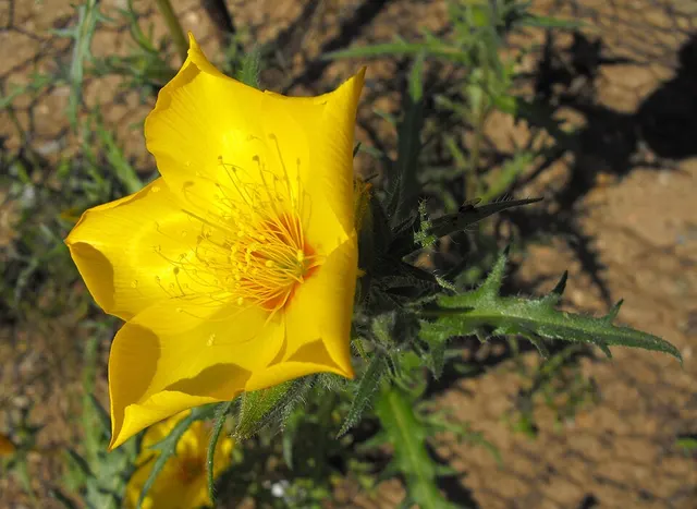 List of California native plants