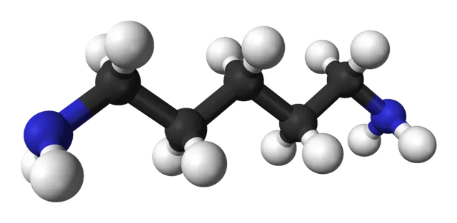 Cadavérine