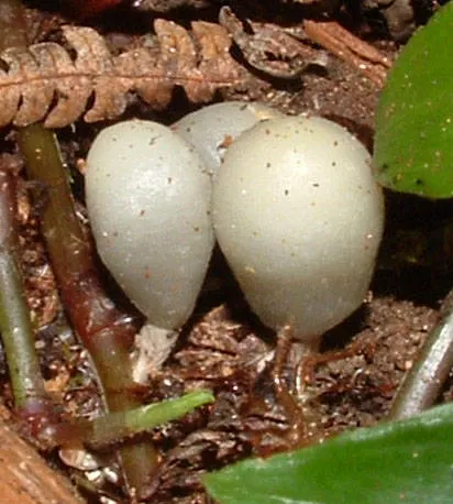 Secotioid