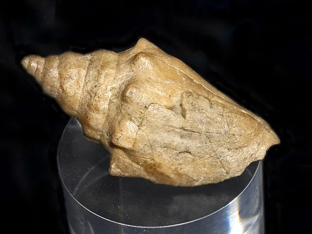 Persististrombus nodosus