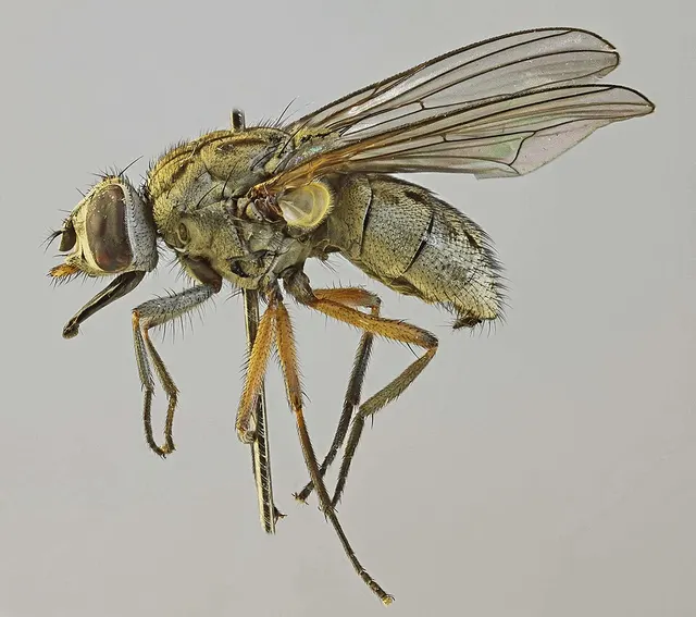 Haematobosca stimulans