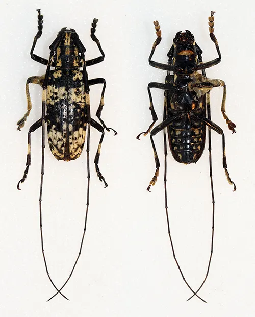 Paraepepeotes westwoodii