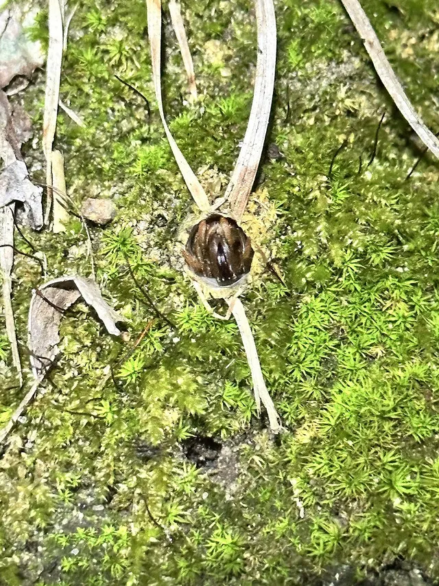Calommata