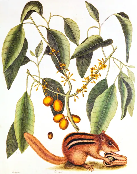 Mark Catesby