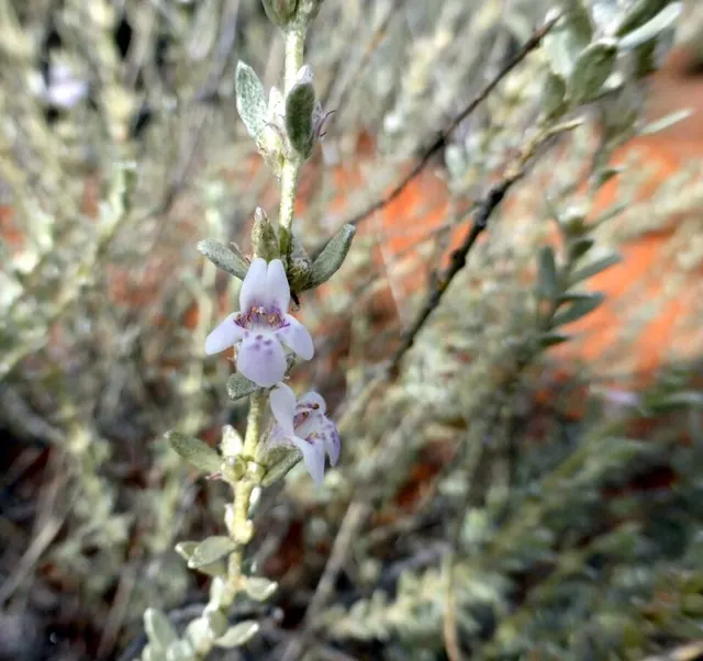Pityrodia loricata
