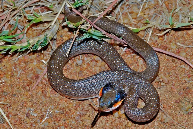 Crotaphopeltis