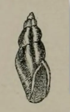 Anacithara angulosa