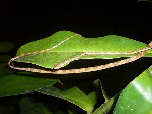 Imantodes lentiferus