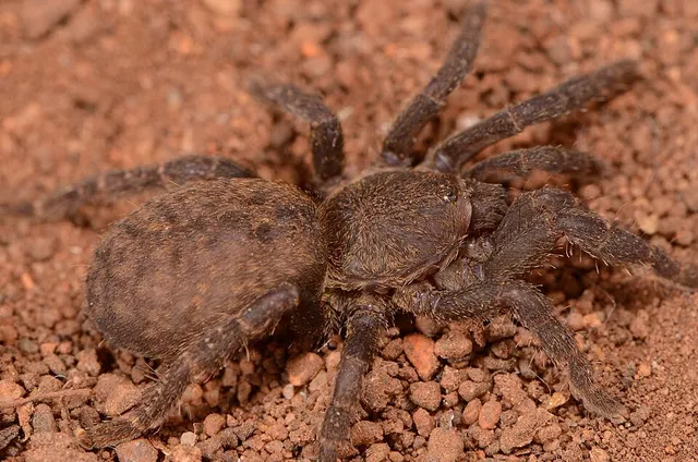 Brachionopus