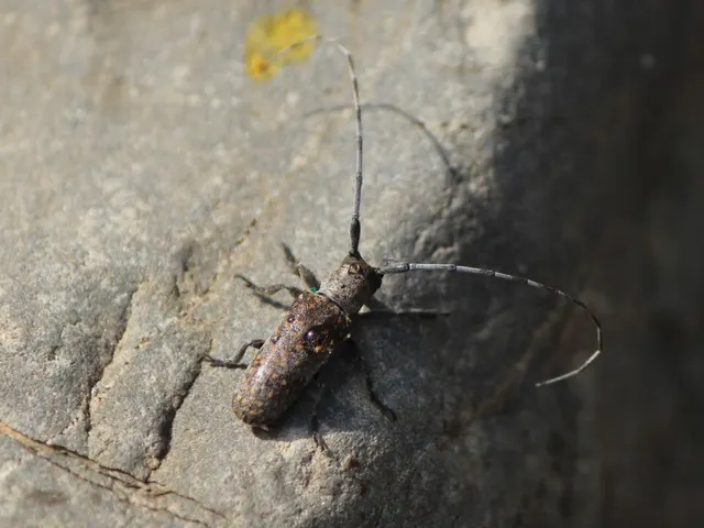 Oncideres dorsomaculata