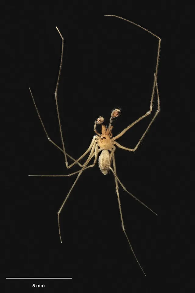 Zeatupua