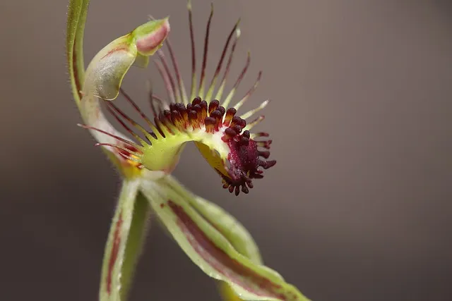 Caladenia corynephora