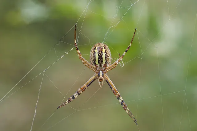 Argiope frelon