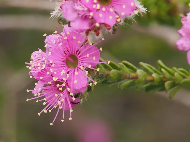 Kunzea similis