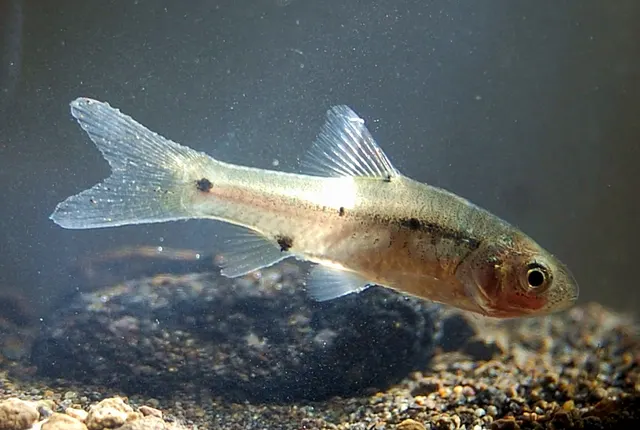 Spotted barb