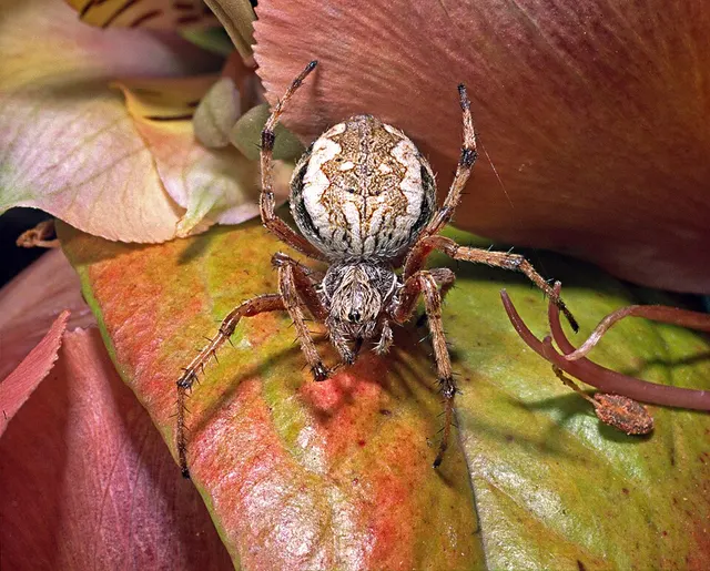 Zealaranea