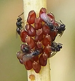 Telenomus