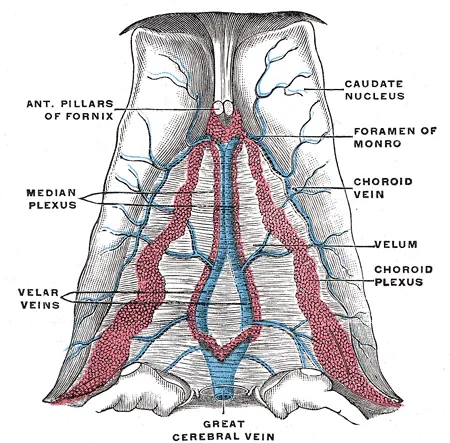 Basal vein