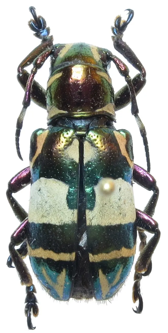 Callimetopus superbus