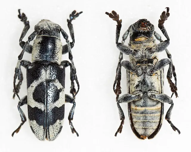 Callimetopus illecebrosus