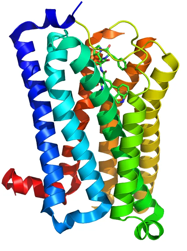 Monoamine receptor
