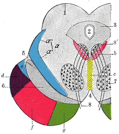 Temporopontine fibers