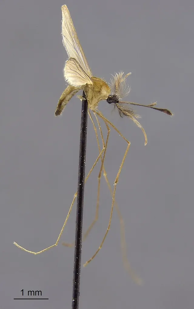 Anopheles insulaeflorum