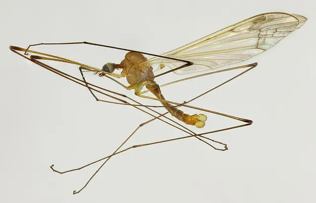 Dicranomyia chorea
