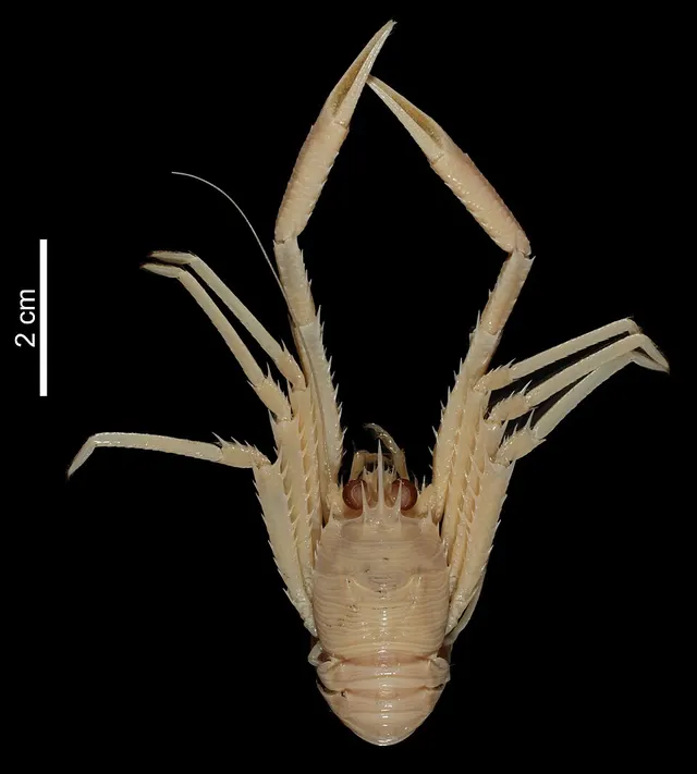 Garymunida sabatesae
