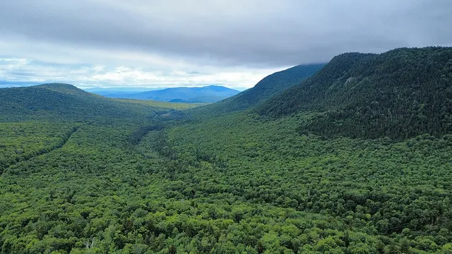 Victory State Forest