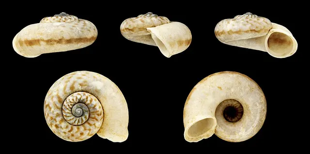 Cyclotus