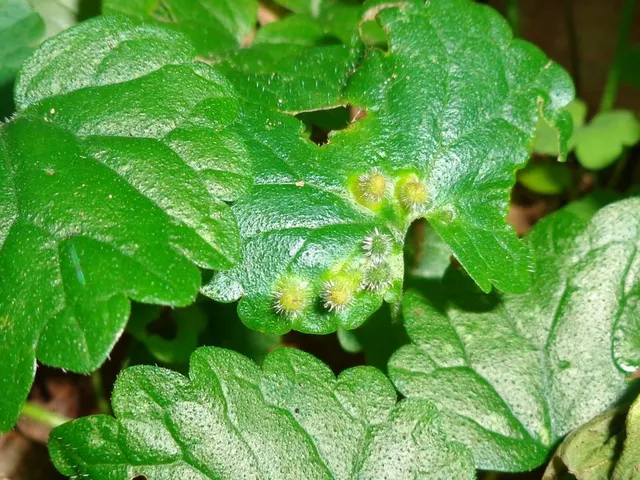 Rondaniola bursaria