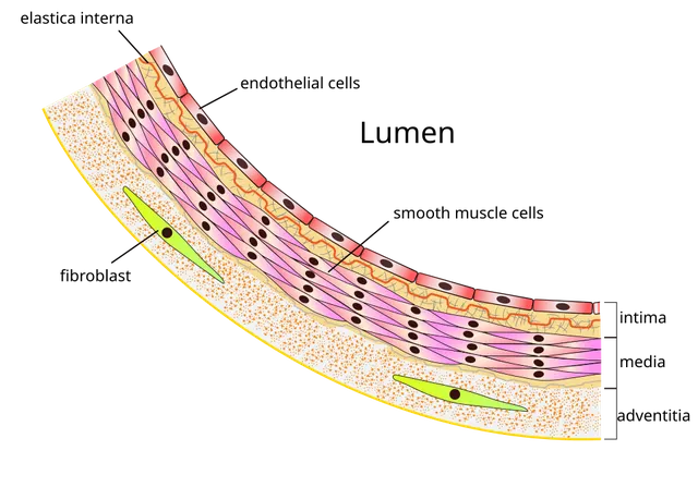 Endothélium