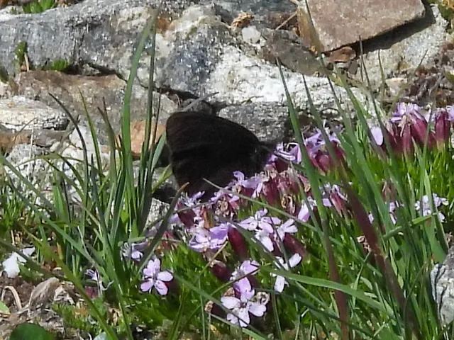 Magdalena alpine