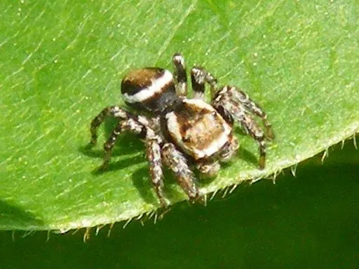Evarcha pinguis