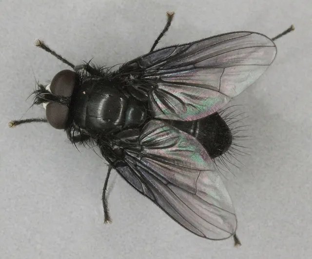 Spilogona denigrata