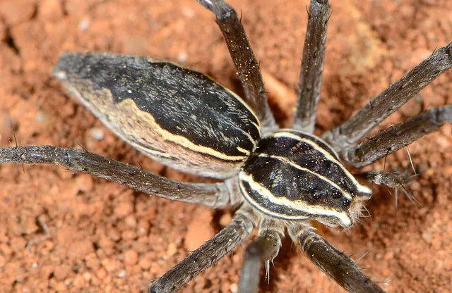 Euprosthenopsis