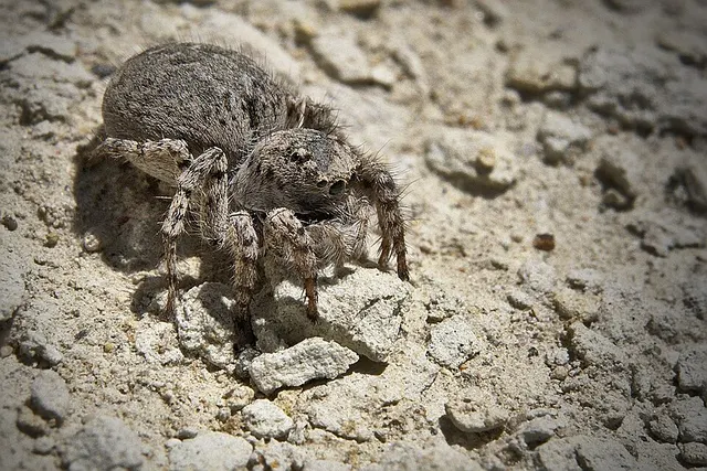 Aelurillus leipoldae