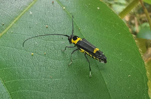 Glenea laosensis